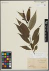 Foto von Salix alba L. x Salix fragilis L.
